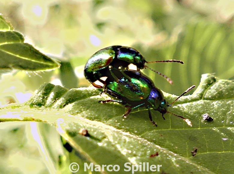 Chrysolina fastuosa: scene di vita in comunit